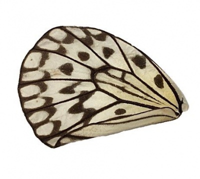 IDEA LEUCONOE HIND WING